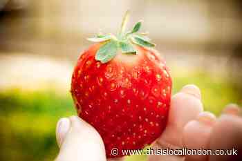How those without a job or on furlough can apply to pick fruit on farms