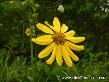 Scavenger Hunt: Here are 11 Wildflowers to look for in Houston - KPRC Click2Houston