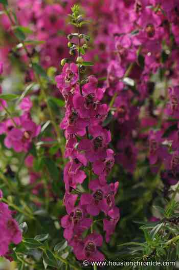 Three garden beauties for Houston’s heat and humidity - Houston Chronicle