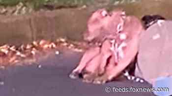 Heartbreaking Mexico photo shows dog standing over owner murdered on street