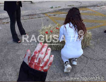 Flash Mob per Bianca, la mucca abbattuta a Ragusa dopo la fuga dal macello - ragusah24.it