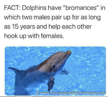 Fact: Dolphins Have Bromances