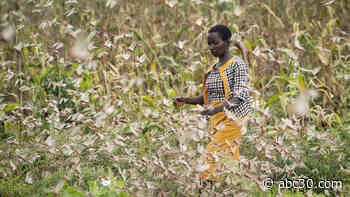 Locusts, COVID-19, flooding pose 'triple threat' in Africa