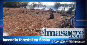 Talan y queman zona boscosa en Sosúa - El Masacre