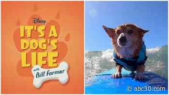 'It's a Dog's Life': Disney legend Bill Farmer tells real-life pooch tales on Disney+