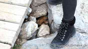 Baby fox living at Toronto's Woodbine Beach killed in suspected dog attack