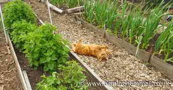 Why more people are turning to cat-friendly allotments during lockdown