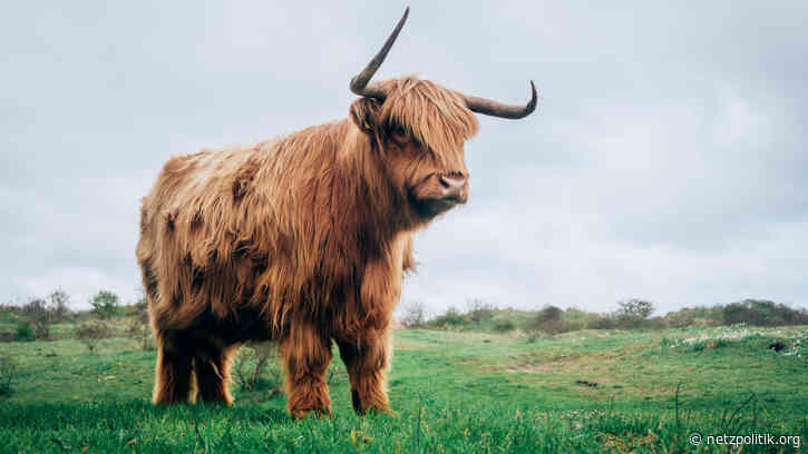 Wochenrückblick KW 21: Grundrechte für alle und Hausaufgaben für den Gesetzgeber