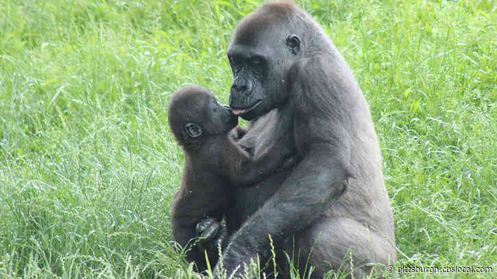 Pittsburgh Zoo Hosts ‘Drive-Thru Zoofari’ To Help Raise Funds Starting Sunday