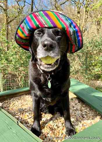 Bolton Hospice virtual dog show raises almost £1,000 - The Bolton News