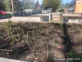 Saskatoon community gardens get the green light for 2020 – with added COVID-19 rules - News Talk 650 CKOM