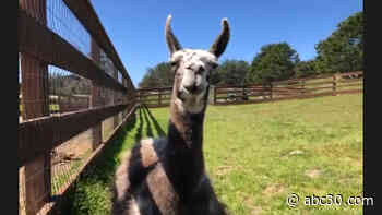 Liven up your virtual meetings with a visit from the cute animals at Sweet Farm in Half Moon Bay
