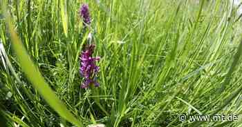Gold beim Naturschutz: Orchideenpracht in Bad Oeynhausen | Regionales - Mindener Tageblatt