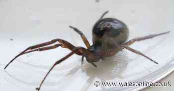 False widow spider sightings are rising in Wales