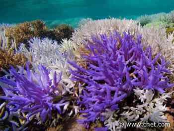 Coral reefs glow neon colors in an effort to survive     - CNET