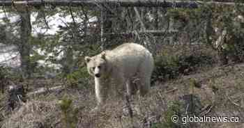 White grizzly named by Bow Valley residents