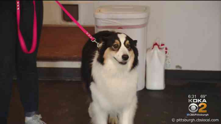 ‘Very Promising’: Local Trainers Look For Dogs That Can Be Taught To Detect Coronavirus In People