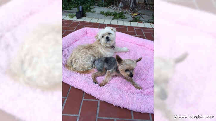 Yorkie Scotty and shih tzu Saylor are two adorable little dogs