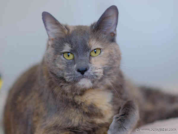 Dilute tortoiseshell Harper is a proper Southern lady
