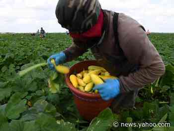 Unauthorized immigrants who work on America's farms have been deemed 'essential,' but they say they feel expendable