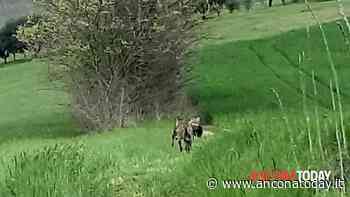Una famiglia di lupi a passeggio per la città: «Il lockdown ha diminuito le distanze» - AnconaToday