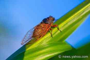 Millions of Cicadas to swarm parts of US this year