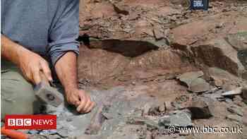 Megaraptor: Fossils of 10m-long dinosaur found in Argentina