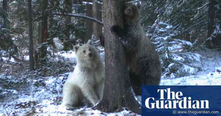Rare white grizzly bear spotted in Canada's Rocky Mountains – video