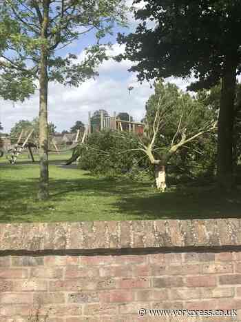 Tree collapses in children's park in Haxby due to strong winds