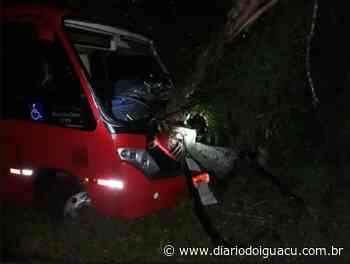 Árvores na pista causam acidente em Itapiranga - Portal DI Online