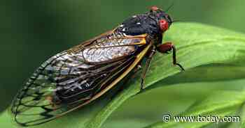 Over a million cicadas will return to swarm parts of the US this summer