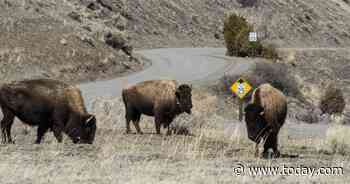 Woman attacked by bison at reopened Yellowstone National Park