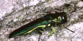 Orillia plans to remove hazardous trees around Centennial Park – Barrie 360 - Barrie 360