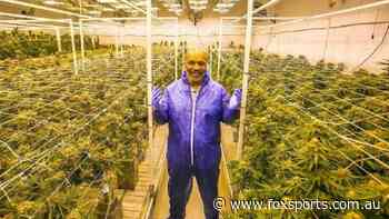 Mike Tyson, comeback, video, news, marijuana, cannabis, drugs,