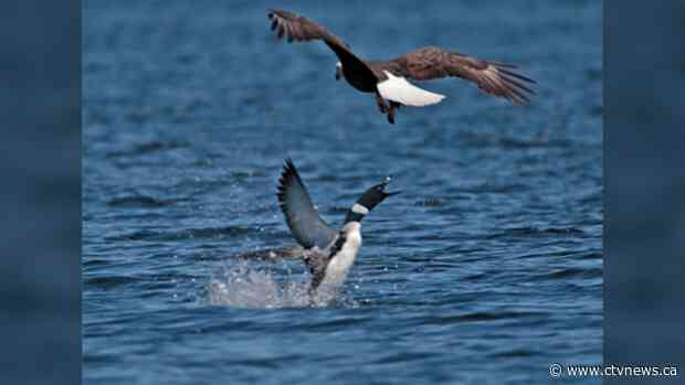 'Shot through the heart': Loon fatally stabs bald eagle in defence of chicks