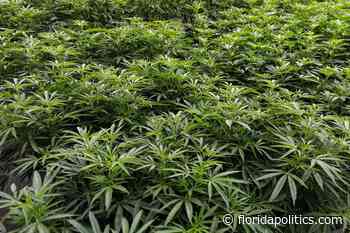 Florida medical marijuana sales surged last week - Florida Politics