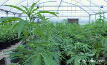 Stitt snuffs out medical marijuana program reforms - NonDoc