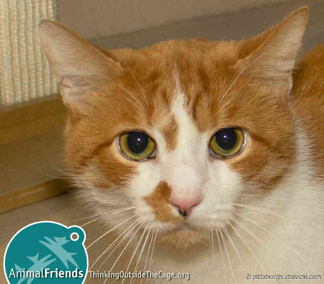 Furry Tails: Othello, Peanut & Bubblelicious Are Waiting For Forever Homes