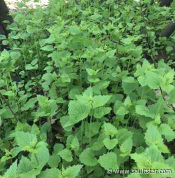 Pulling garlic mustard helps native flowers