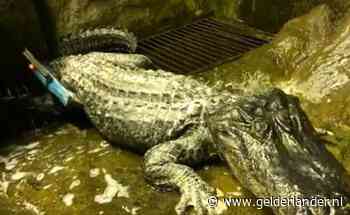 ‘Hitlers alligator’ sterft op zeldzaam hoge leeftijd in dierentuin Moskou