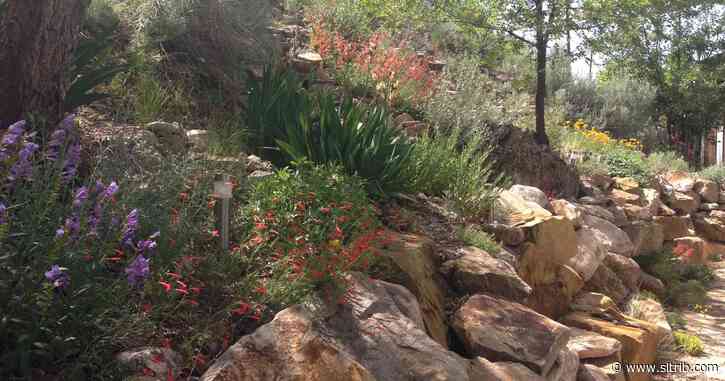 BYU professor wants to make rare variety of penstemon available for landscaping