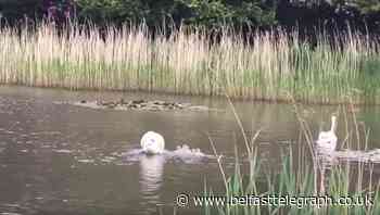 Swan ‘reunited’ with cygnets after becoming trapped in rope