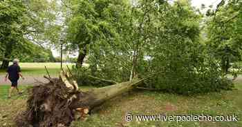 Second Sefton Park tree ripped from ground by ferocious winds