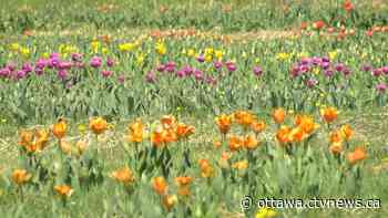 Ottawa's first 'U-Pick Tulip Farm' opens during COVID-19 pandemic - CTV News Ottawa