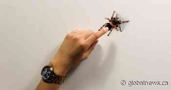 University of Alberta design student develops augmented reality arachnophobia program