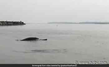 Viral Video Of Dolphins In Meerut Stuns Internet. Watch - NDTV News