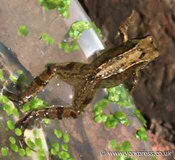 York resident swears this frog has a point to make