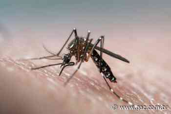 Confirmado primeiro caso de dengue em Santa Cruz em 2020 - GAZ