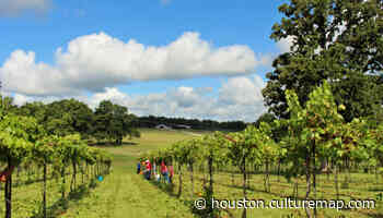 Houston-area vineyard uncorks a convenient getaway for wine lovers - culturemap.com