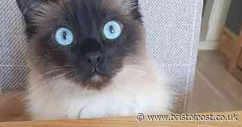 The 10 best dog and cat Instagram accounts in Bristol